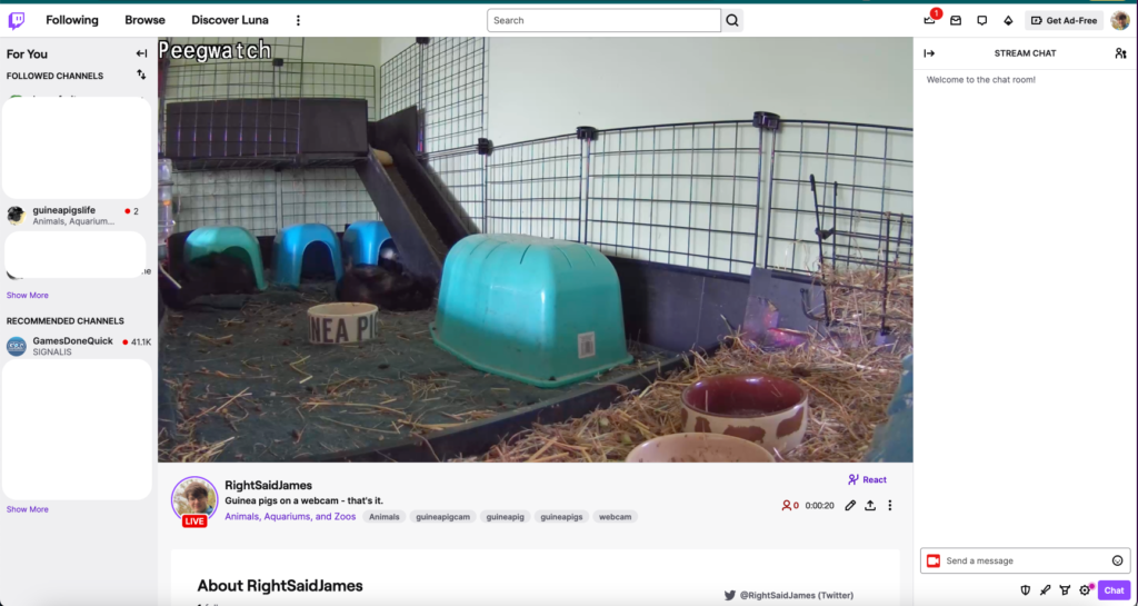 A guinea pig webcam stream displayed in the Twitch UI. The channel username is 'RightSaidJames, the stream title is 'Guinea pigs on a webcam - that's it' and there are 0 viewers.